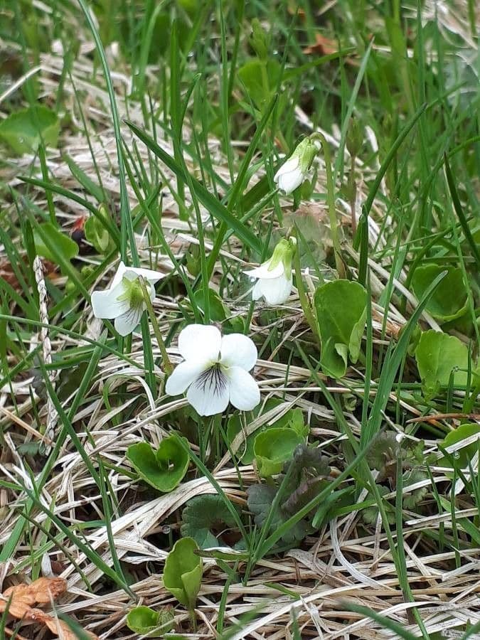 Weiße Waldveilchen 5