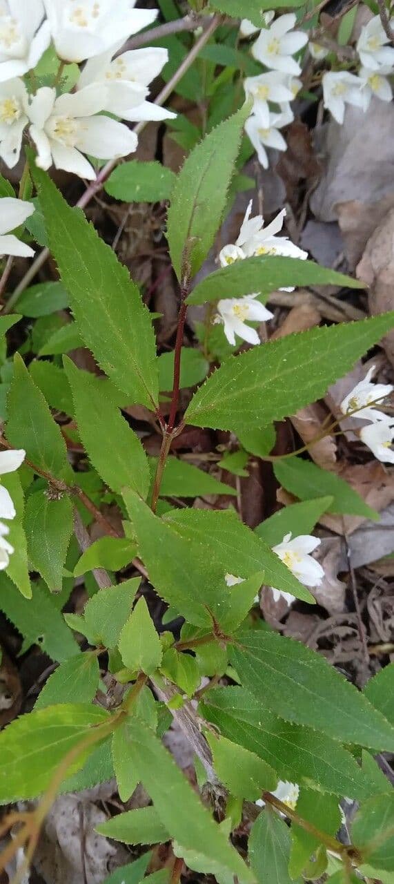 Deutzia 13