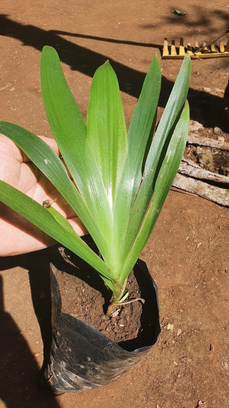 Xiphidium 13