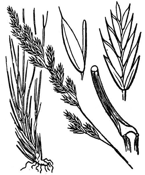 Festuca ovina 24