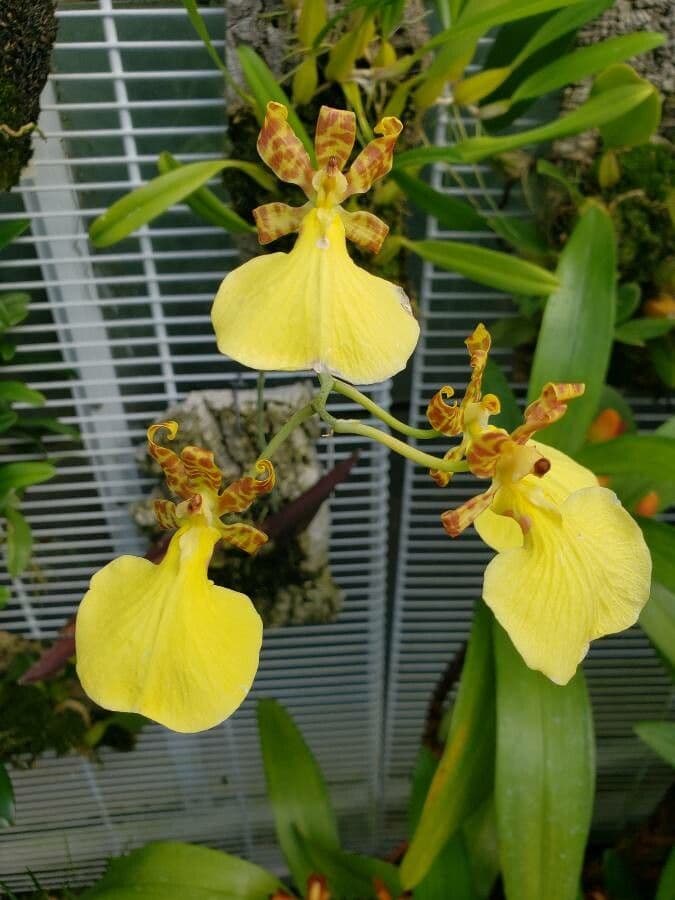 Trichocentrum 3