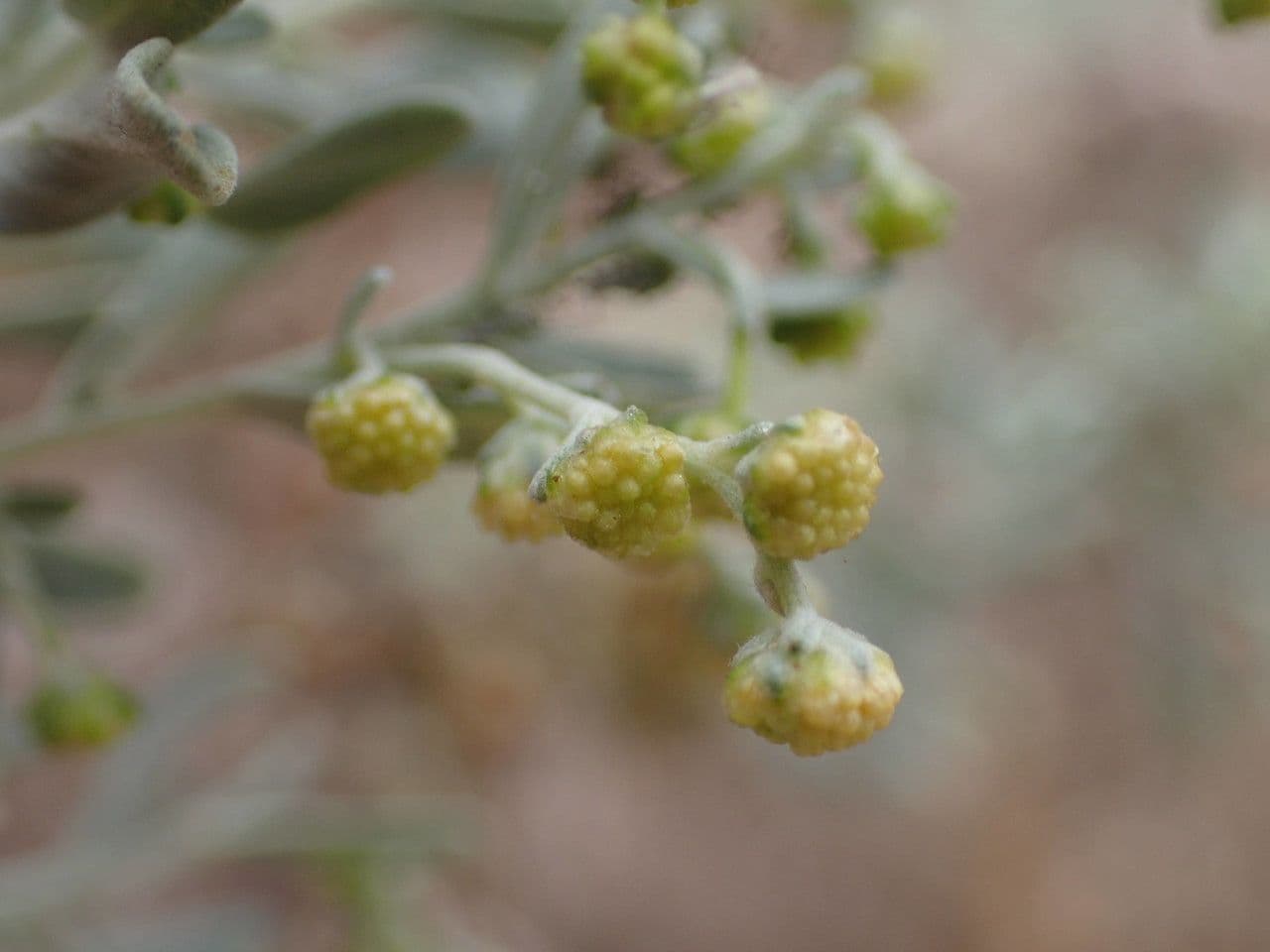 Assenzio 5