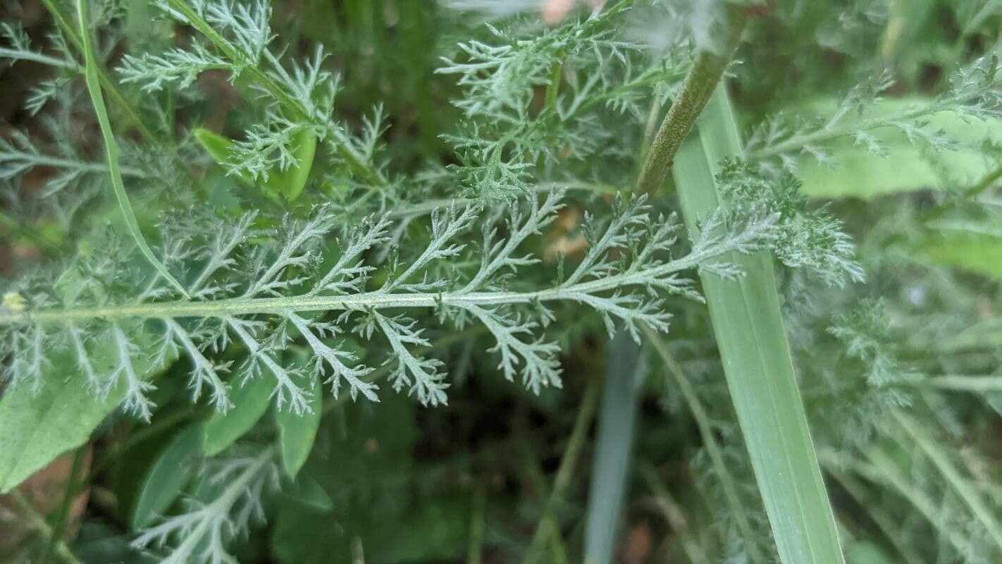 Großblättrige Schafgarbe 11