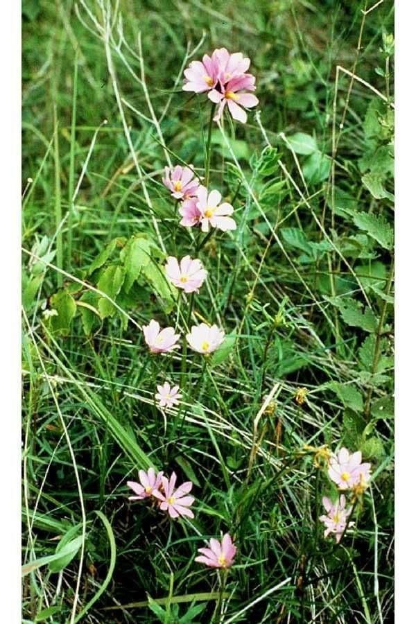 Sabatia gentianoides 4