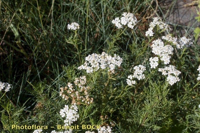 Chamomile-leaved Yarrow 6