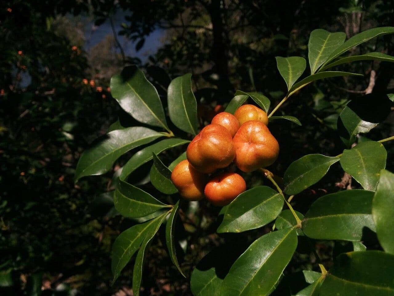 Synoum glandulosum 2
