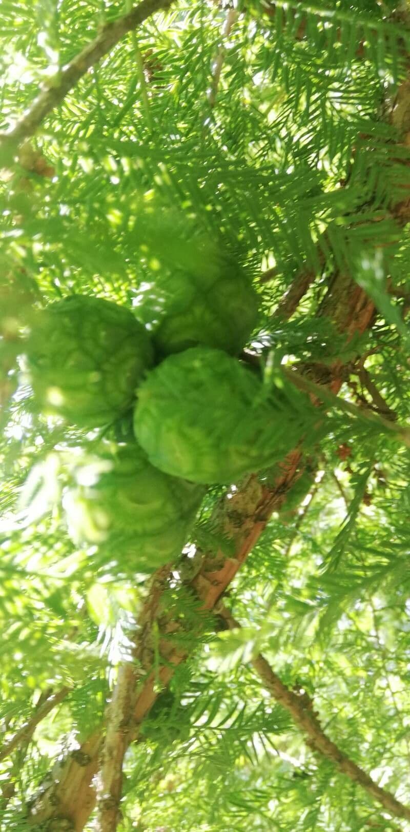 Cipresso calvo 7