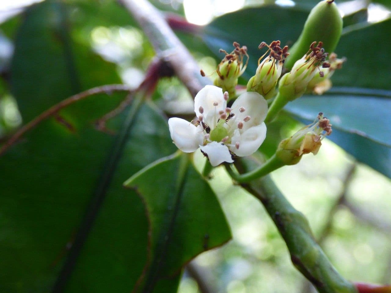 Erythroxylum 6