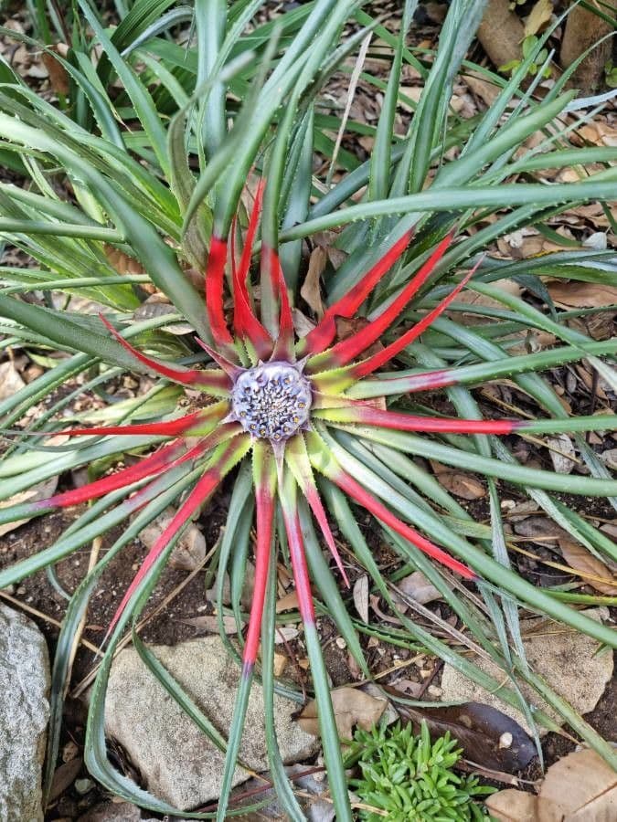 Fascicularia 9