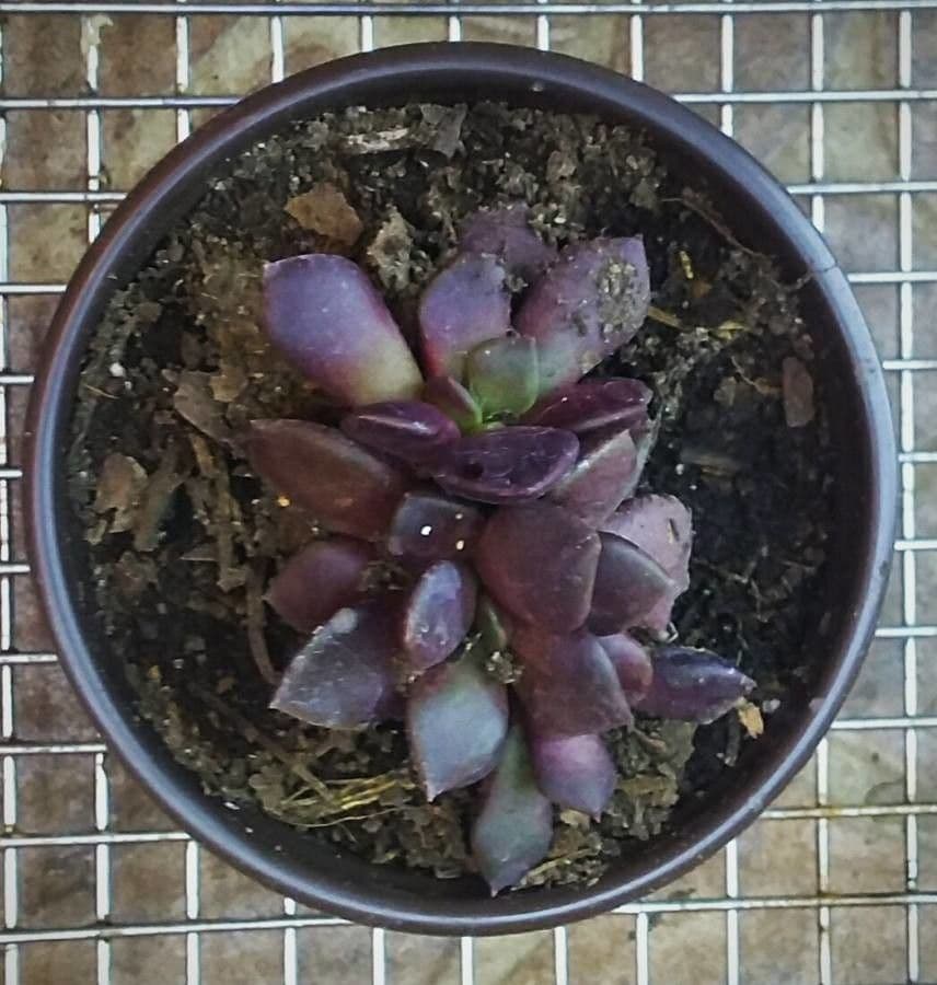 Anacampseros