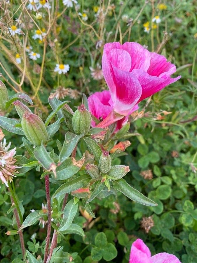 Clarkia amoena 3