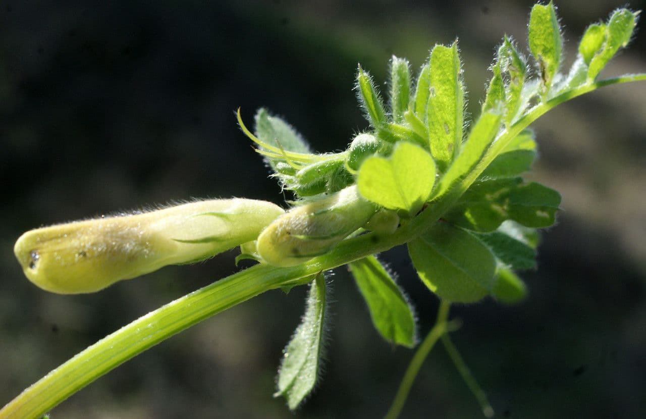 Vicia hybrida 4