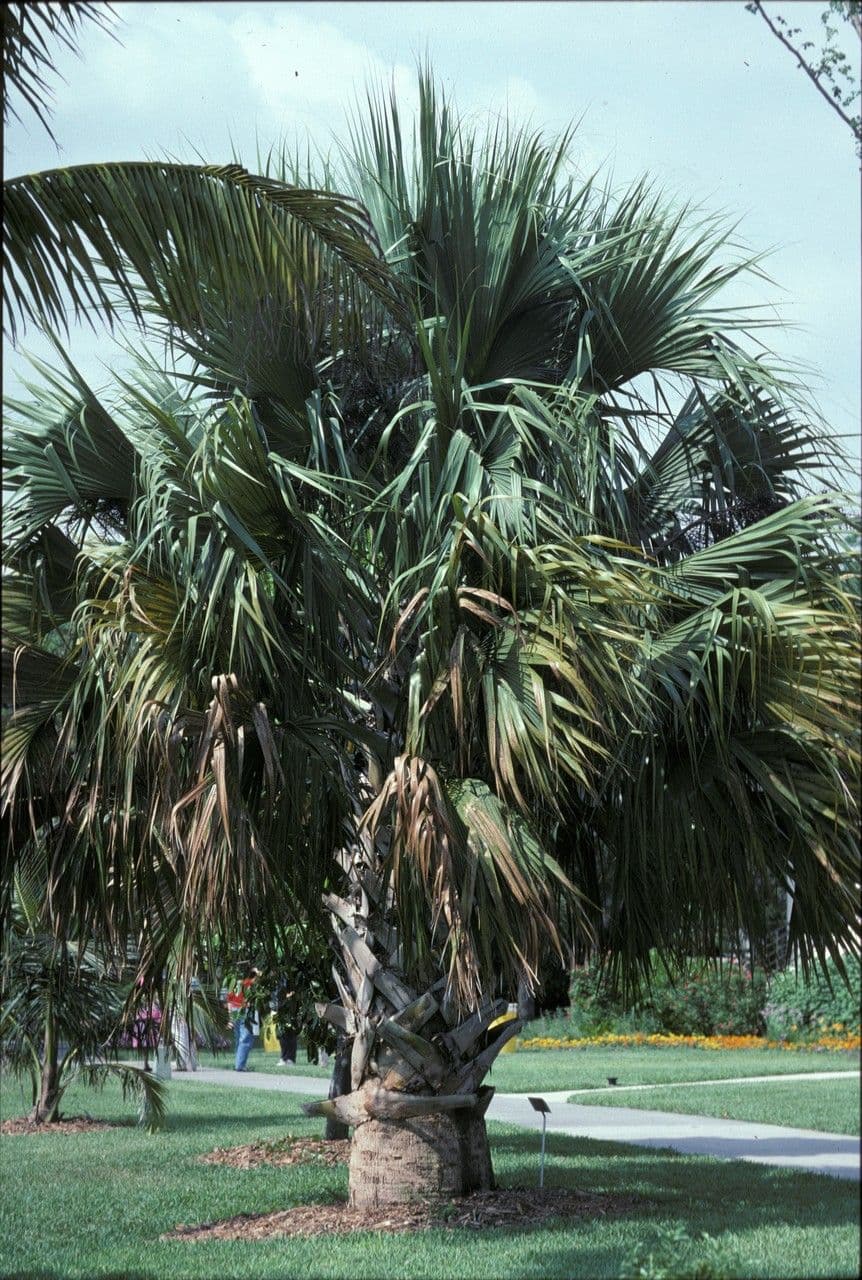 Palm competitive