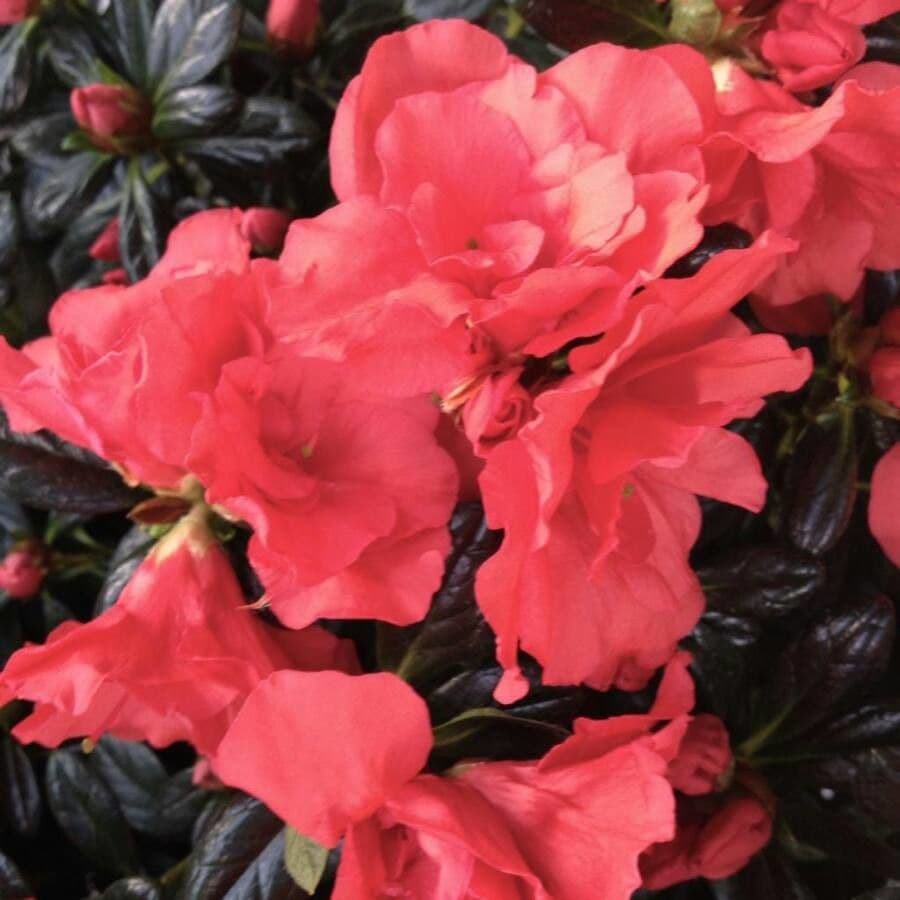 Rhododendron 7