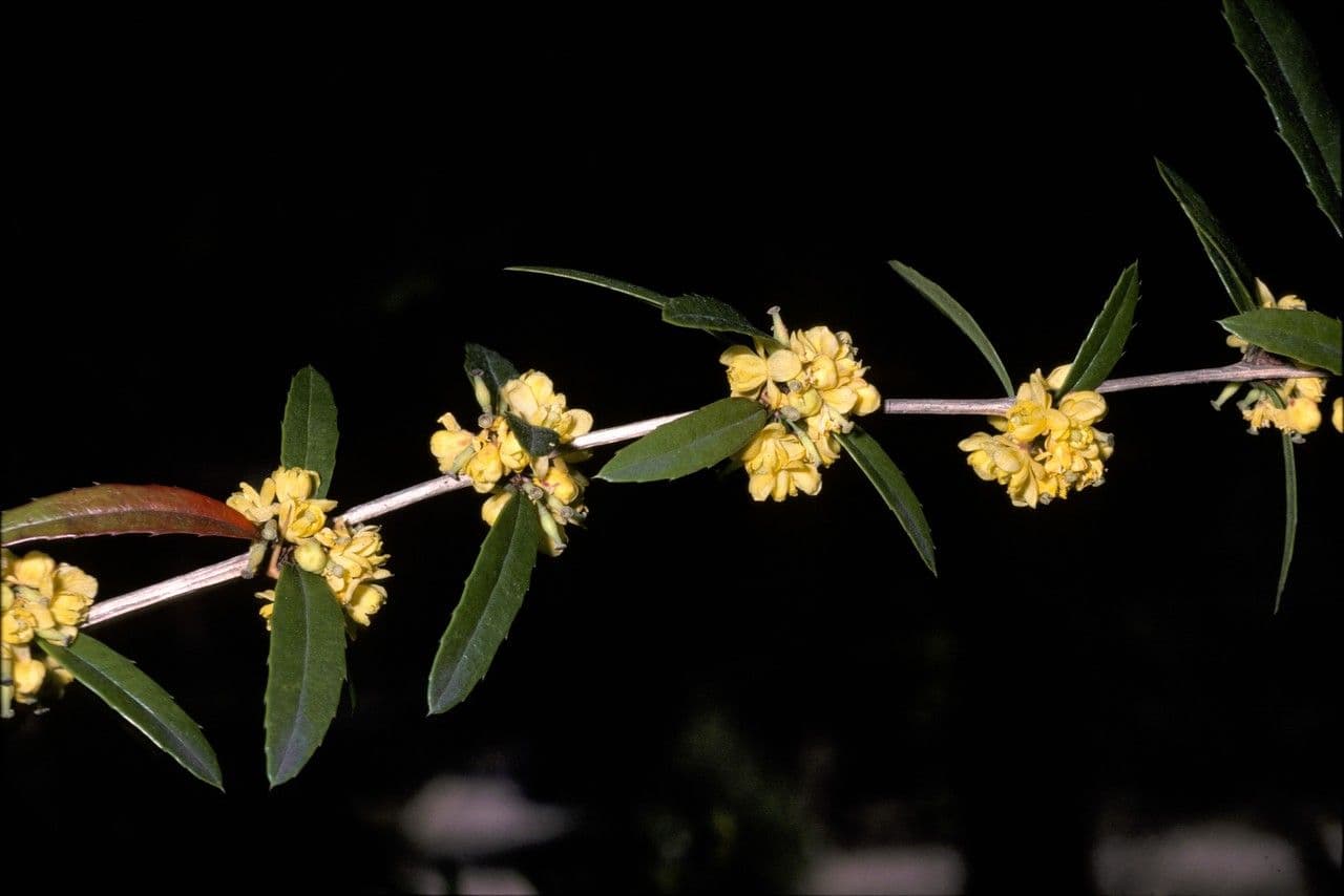Berberitze 3