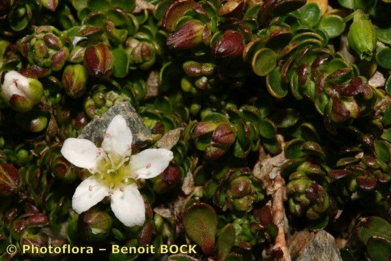 Minuartia 8