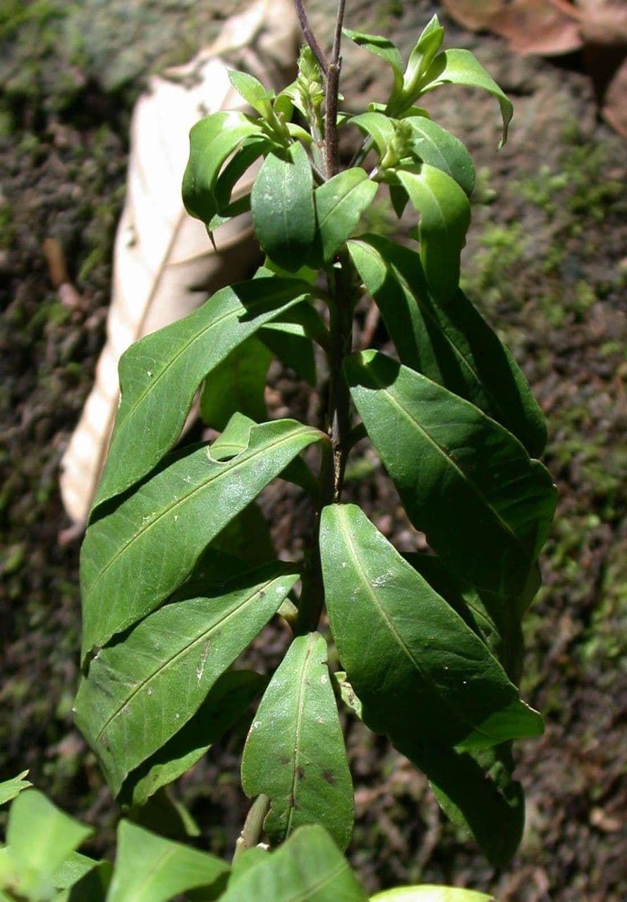 Cuphea 16