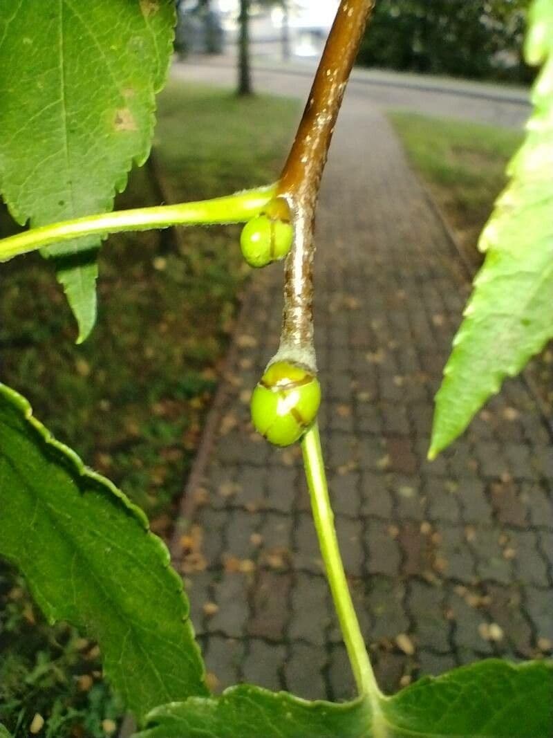 Jarabina brekyňová 30