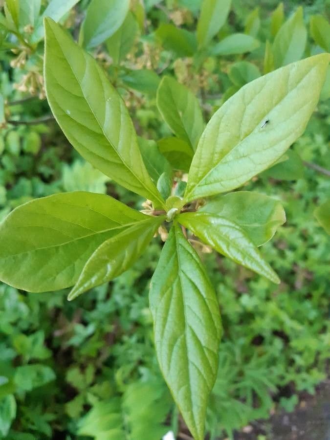 Lindera erythrocarpa 8