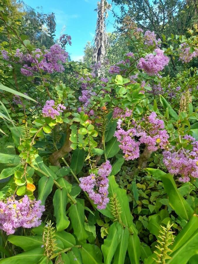 Lagerstroemia splendide 13