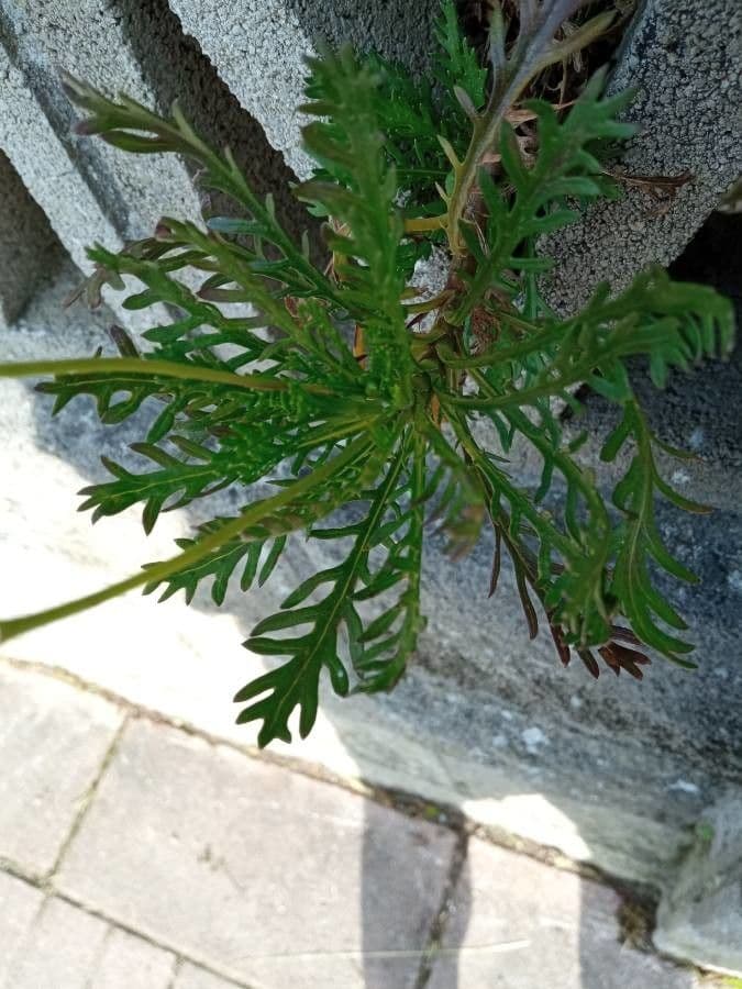 Gold-Euryops 23