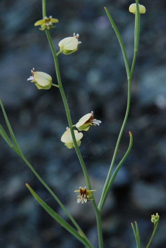 Streptanthus polygale 7