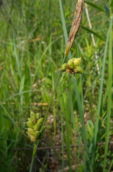Mead-Segge 3