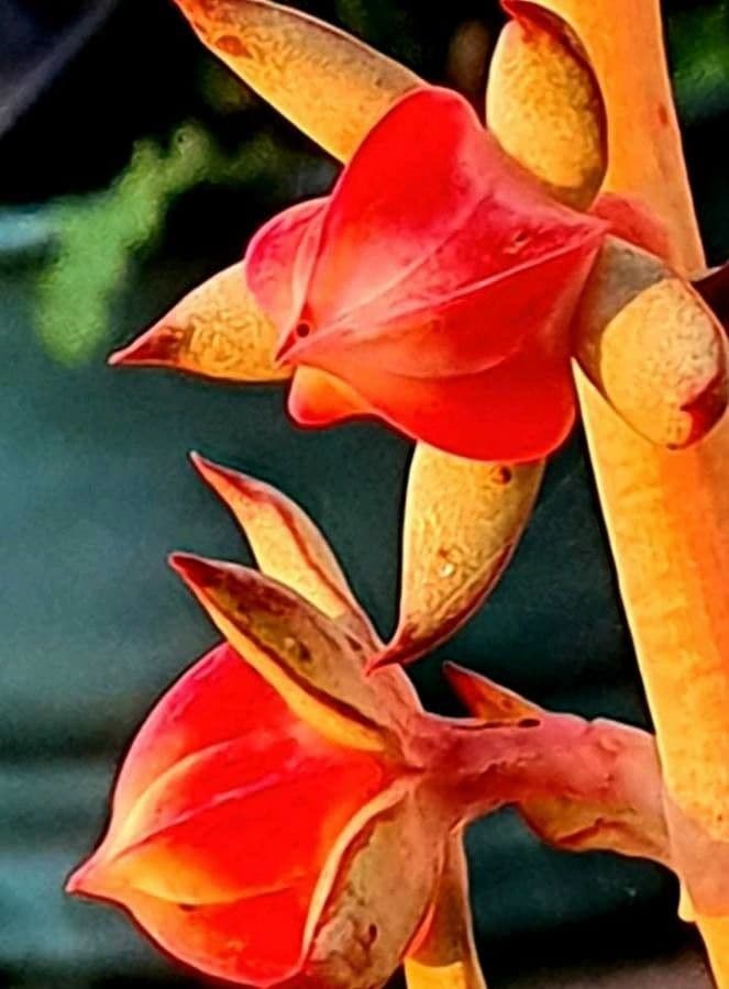 Echeveria
