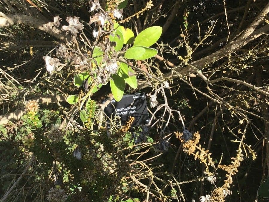 Ozothamnus 3