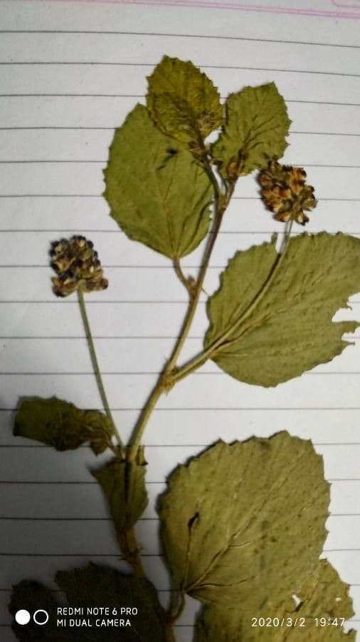 Cullen corylifolium 5