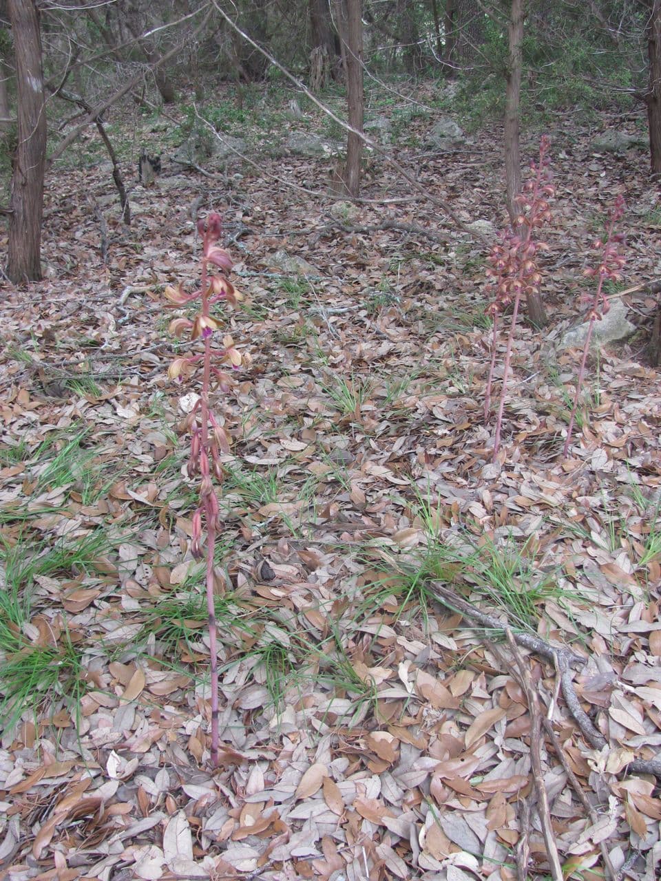 Hexalectris spicata 7