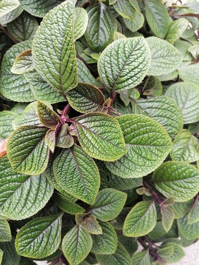Plectranthus 11