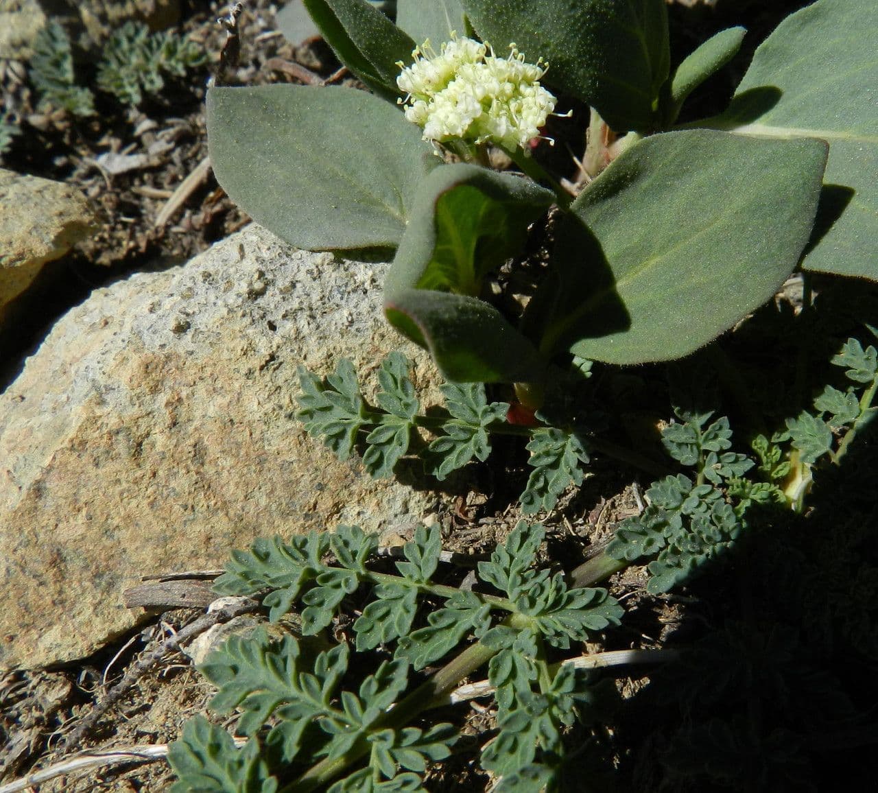 Lomatium 8
