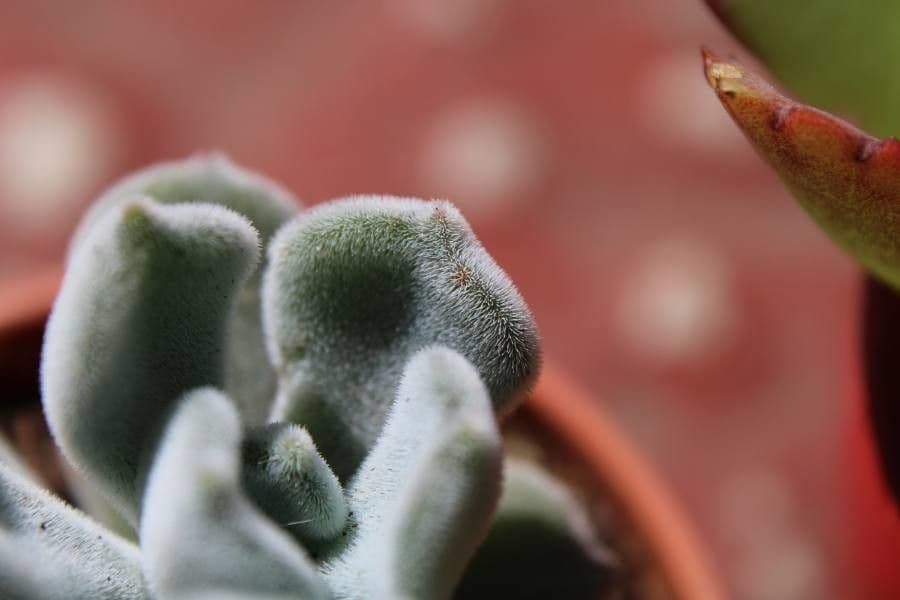 Echeveria 22