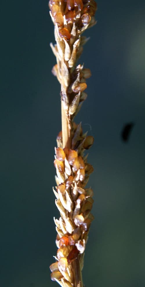 Espartillo 3