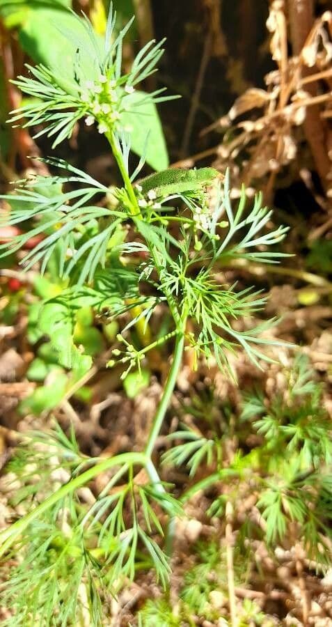 Ciclosperma 9