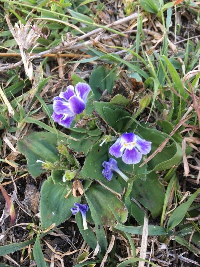 Craterostigma 7