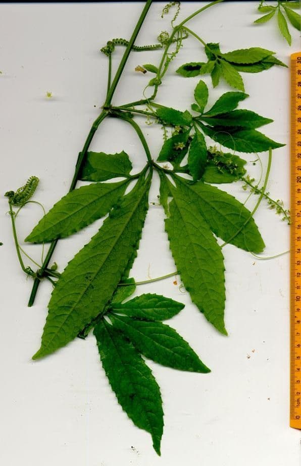 Cyclanthera 20