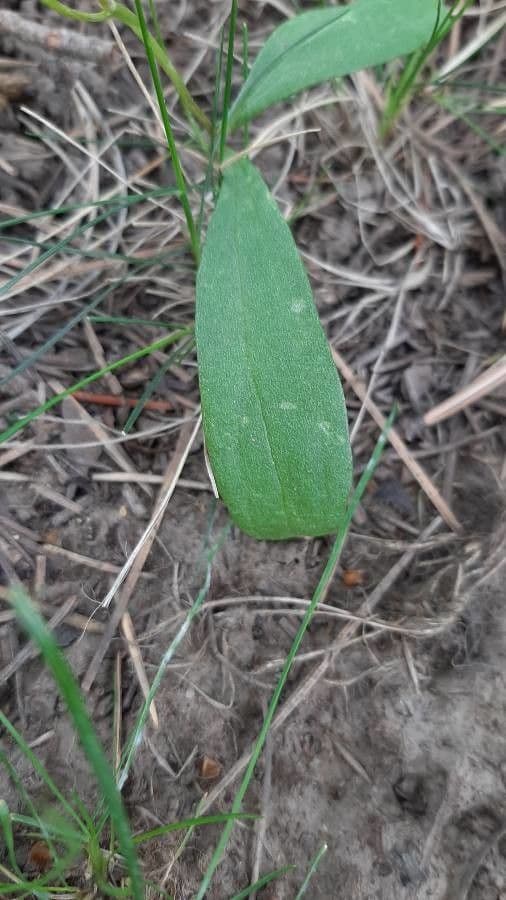 Claytonia 15