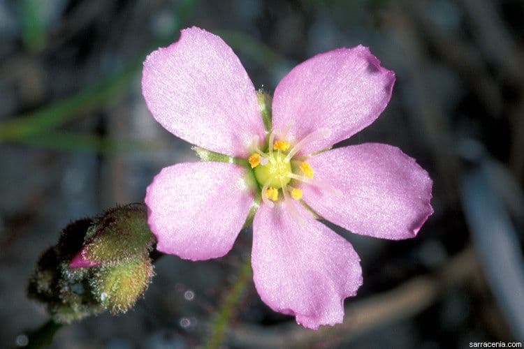 Threadleaf sundew