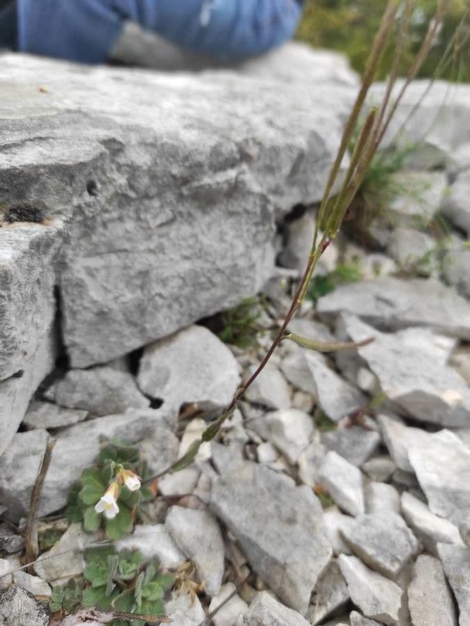 Arabis