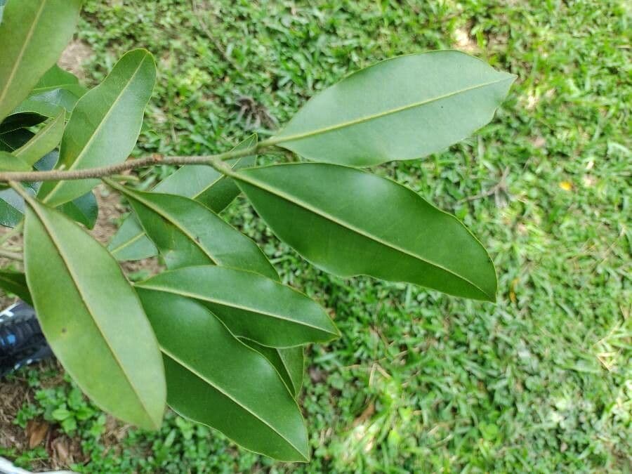 Duguetia 6