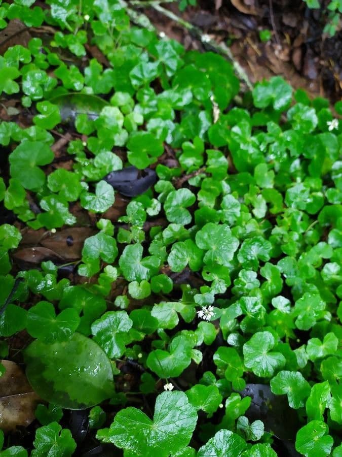 Puhenka americká