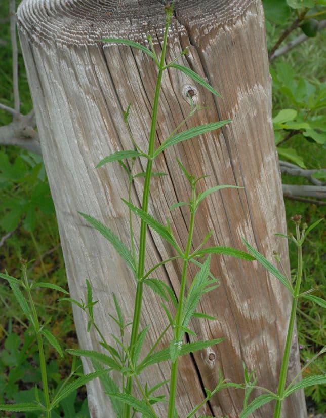 Verbena litorale 16