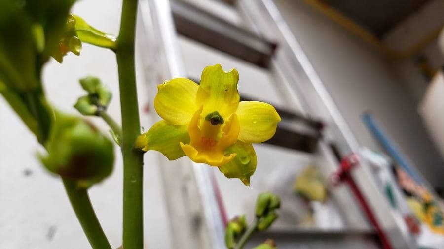 Cyrtopodium flavum 6