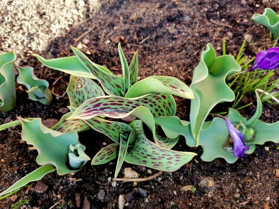 Tulipano 8
