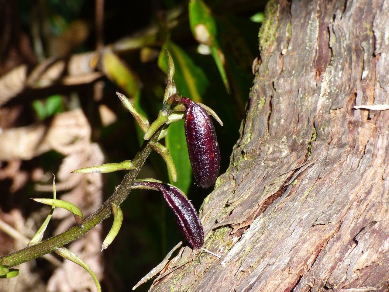 Calanthe silvatica 2