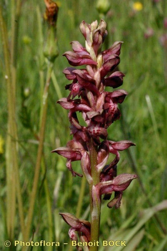 Orchide cimicina 22