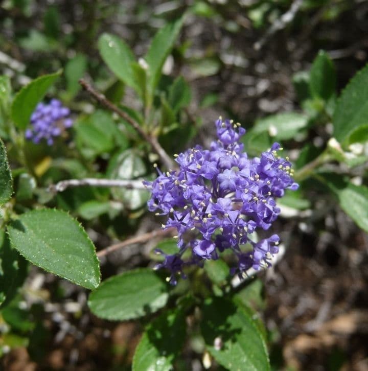 Ceanothus 5