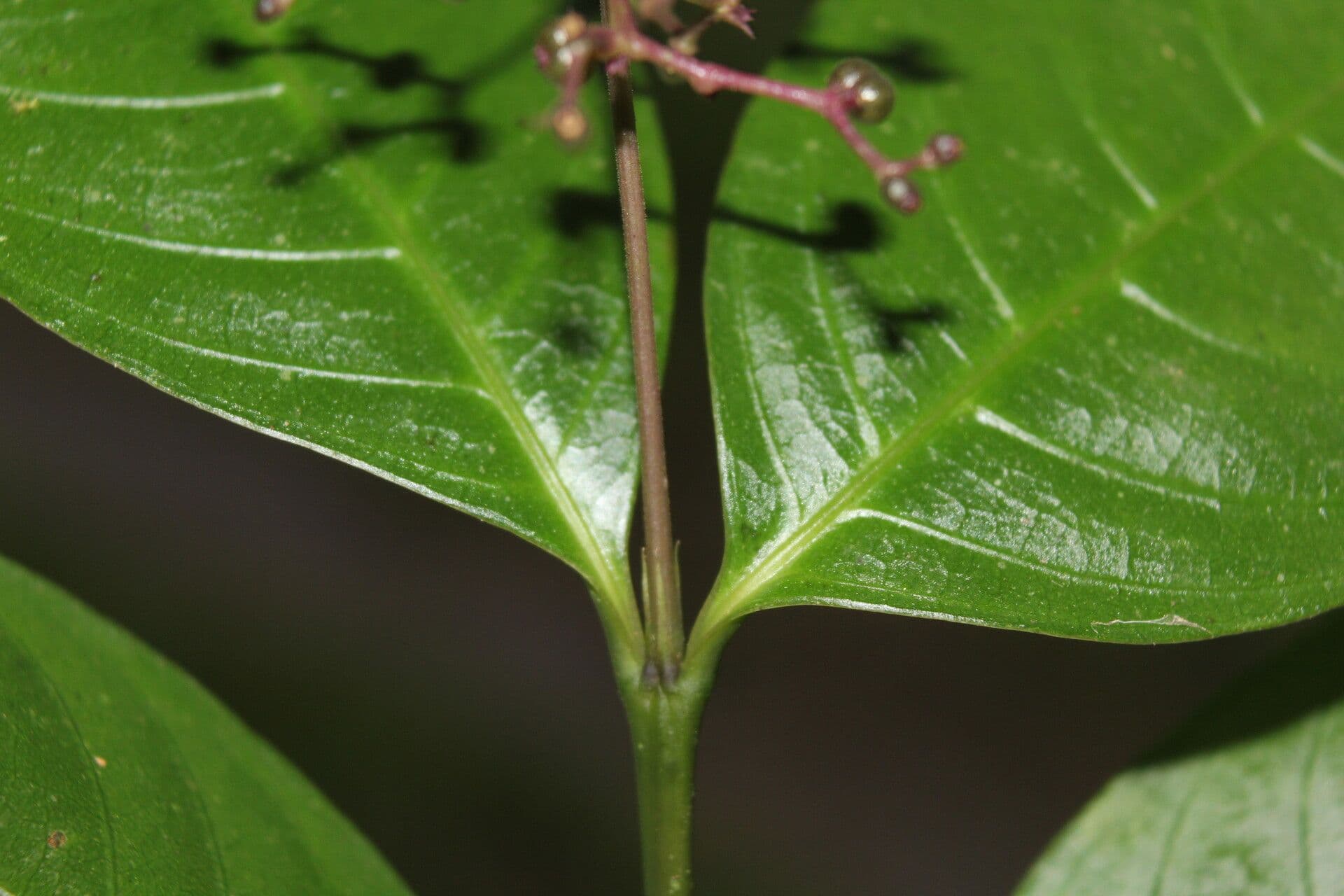 Palicourea deflexa 12